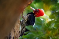 Datel svetlezoby - Campephilus guatemalensis - Pale-billed woodpecker 2466